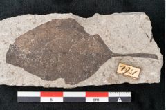 Foto (Detailansicht) von Zizyphus paradisiacus Unger (NHMW-GEO-2024-0188-6672)